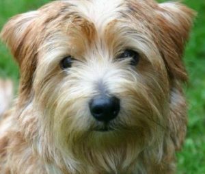 Norfok Terrier: história, temperamento e características