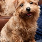 Norfok Terrier: história, temperamento e características