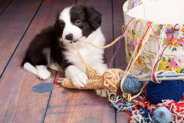 Dicas para o cão parar de fazer bagunça