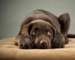 Como fazer o cão se sentir mais confiante