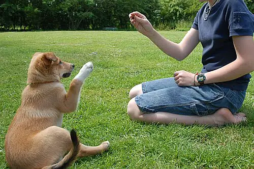 Dicas para deixar o seu cão mais obediente