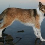 Norsk Lundehund- História da raça, características e temperamento