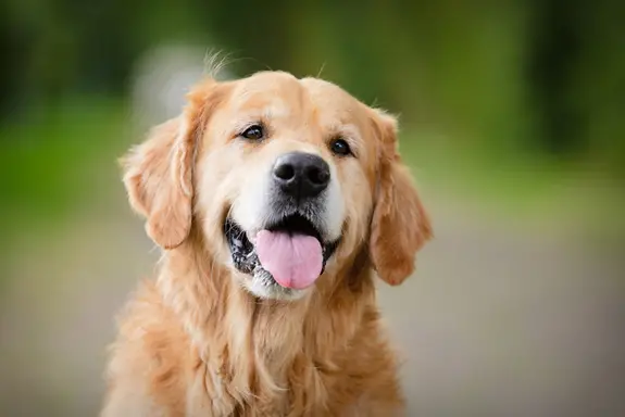 Por que os cães ficam com a língua de fora?