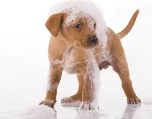 Por que banhos em excesso prejudicam o cão?