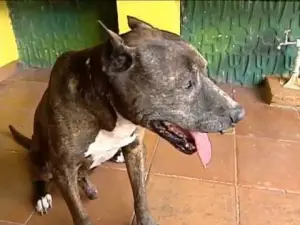 Taz, um pitbull herói!