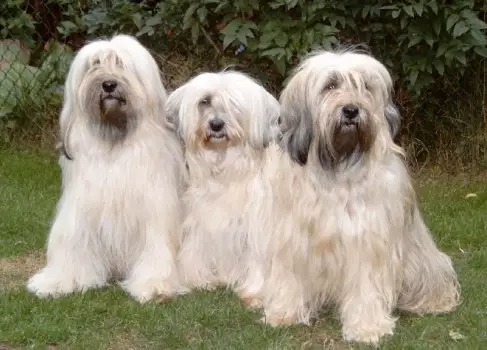 terrier-tibetano-1