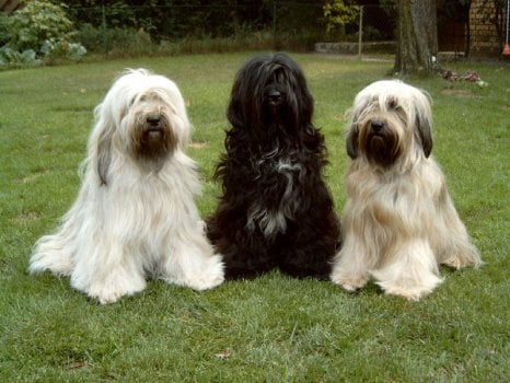 terrier-tibetano-2