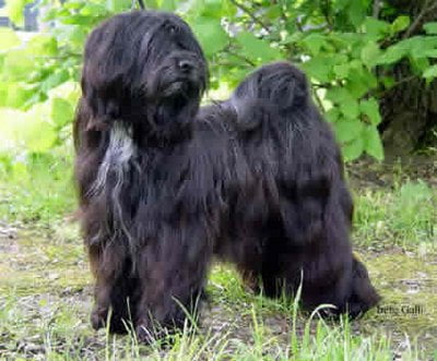 terrier-tibetano-3