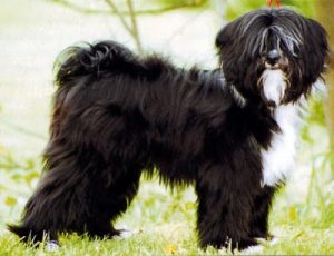 Terrier Tibetano - origem, características e temperamento