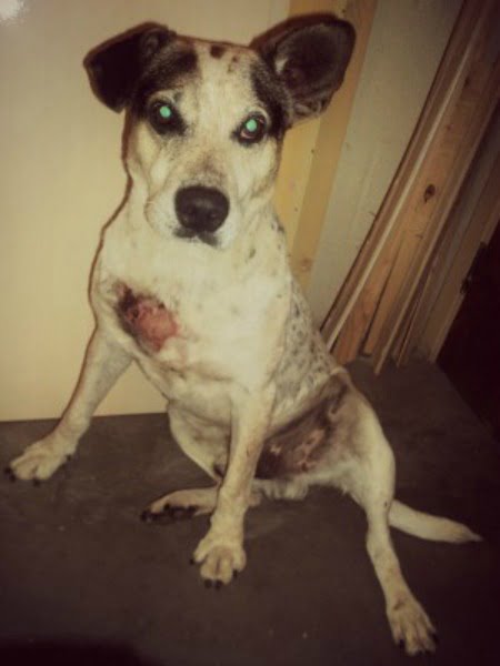 Bruno: o cachorro herói de Porto Alegre