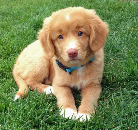 Nova Scotia Tolling Retriever - Característica da raça, temperamento e origem