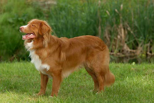 Nova Scotia Tolling Retriever - Característica da raça, temperamento e origem