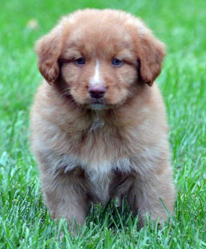 Nova Scotia Tolling Retriever - Característica da raça, temperamento e origem