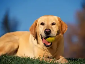 Raças de cachorros que têm mais energia!