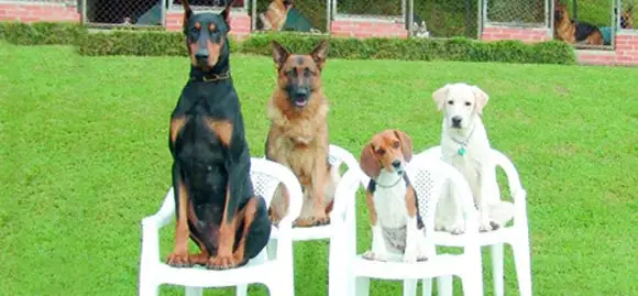 Pensamentos que influenciam o treinamento do cão!