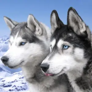 Curiosidades da raça Husky Siberiano