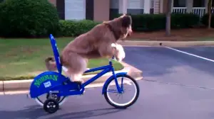 Norman: o cão que anda de bike