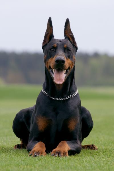 dobermann-pinscher