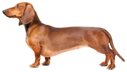 Confira algumas curiosidades sobre a raça Dachshund