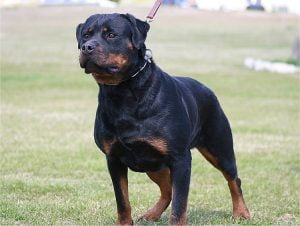 rottweiller