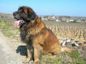 Raça Leonberger: característica, história e temperamento