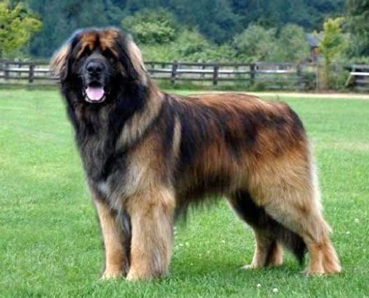 cao-leonberger