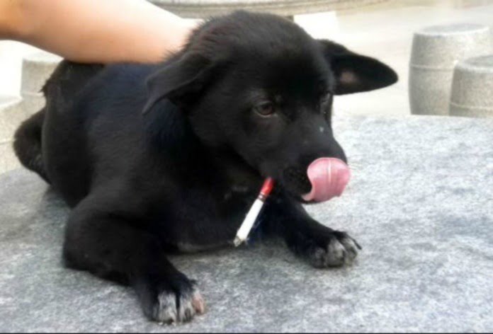 cigarro-cachorro