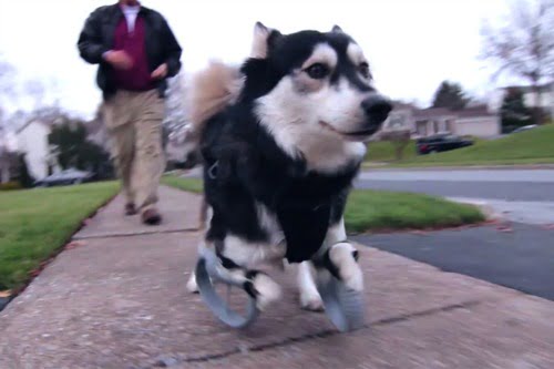 Derby: o cão que correu pela primeira vez usando próteses especiais