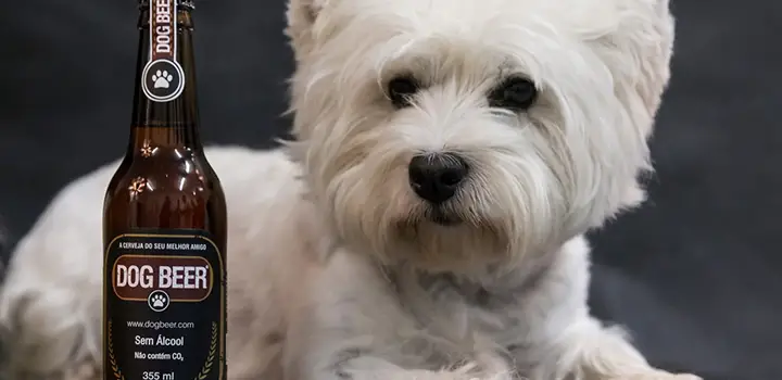 dog-beer