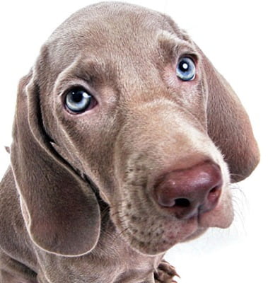 Tremor de cabeça idiopático nos cães: o que é?
