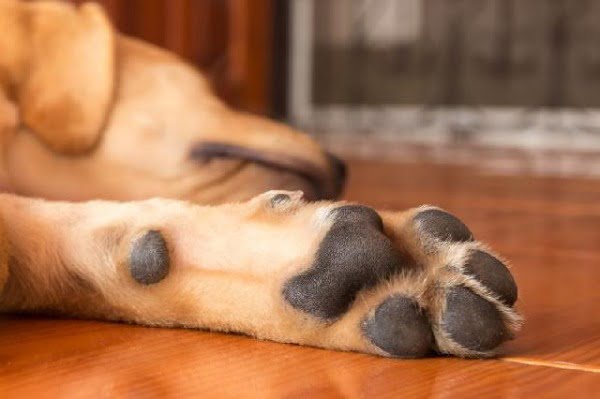 Escaras de decúbito no cão: o que são?
