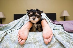 Por que deixar os cães dormir na cama