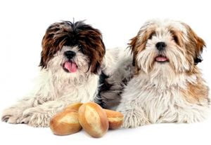 Os cães podem comer pão?