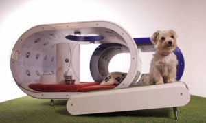 Dream Doghouse: a casa do futuro para os cães!