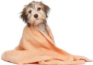Como cuidar dos cães durante o clima seco