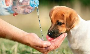 Por que o calor excessivo é prejudicial para o cão?