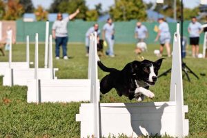 Flyball: um esporte canino divertido