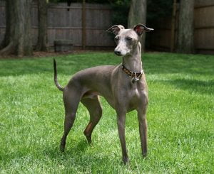 Galgo Italiano: origem, temperamento e cuidados com a raça