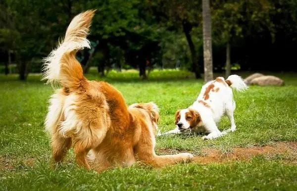 Brincadeiras para estimular o faro do seu cão!