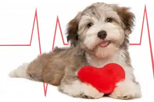 O verme do coração: perigo para os cachorros
