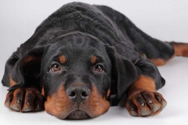 Cachorro evacuando sangue: o que pode ser?