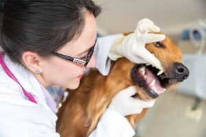 Cachorros têm dentes de leite?