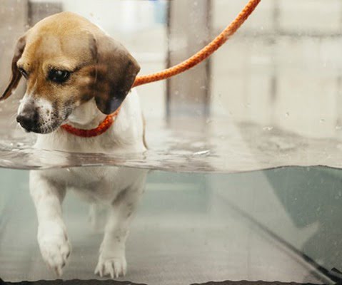 Os cães podem se acidentar nas piscinas. Veja dicas e cuidados!