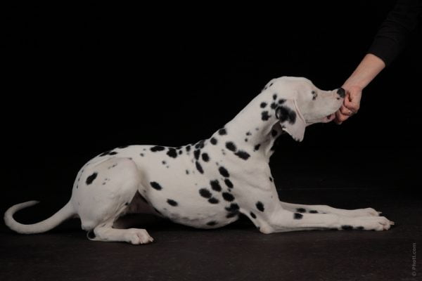 Erros comuns na criação de cães