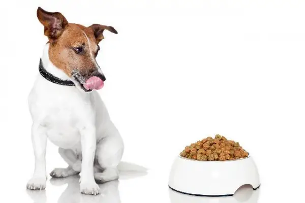 Cães idosos: alimentos que devem ficar de fora da dieta!