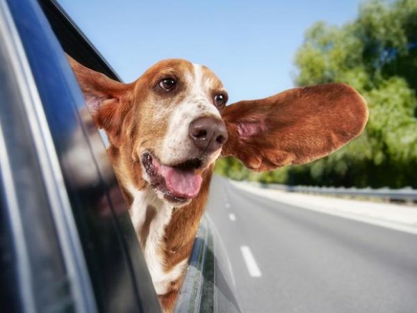 Janela de carro: perigo para o seu cachorro!