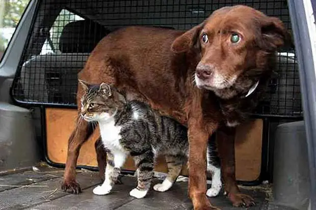 O poder da amizade entre um cão e um gato » Cães Online