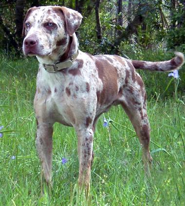 Raça Cão Leopardo Cathoula - Origem, história e característica