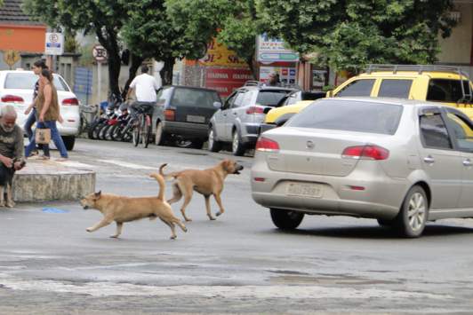 Como fazer um cachorro parar de correr atrás de carros