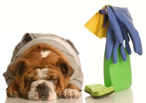 Produto de limpeza: Perigo para os cachorros